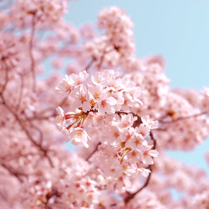Cherry blossoms at Japanese temple in Kyoto